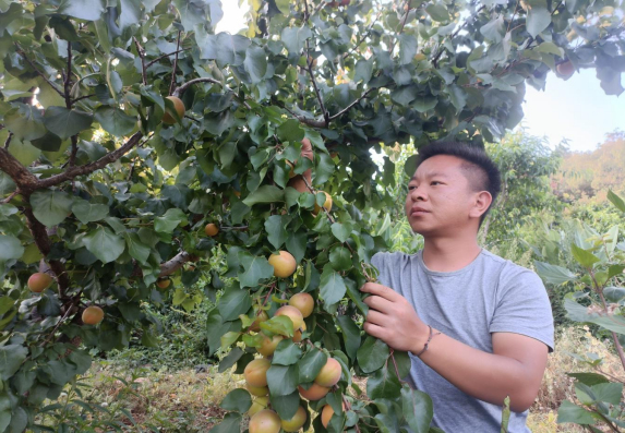 先鋒模范 | 林間逐夢助振興——楚雄市返鄉“新農人”彭程創業成長記(圖1) 先鋒模范 | 林間逐夢助振興——楚雄市返鄉“新農人”彭程創業成長記(圖1)